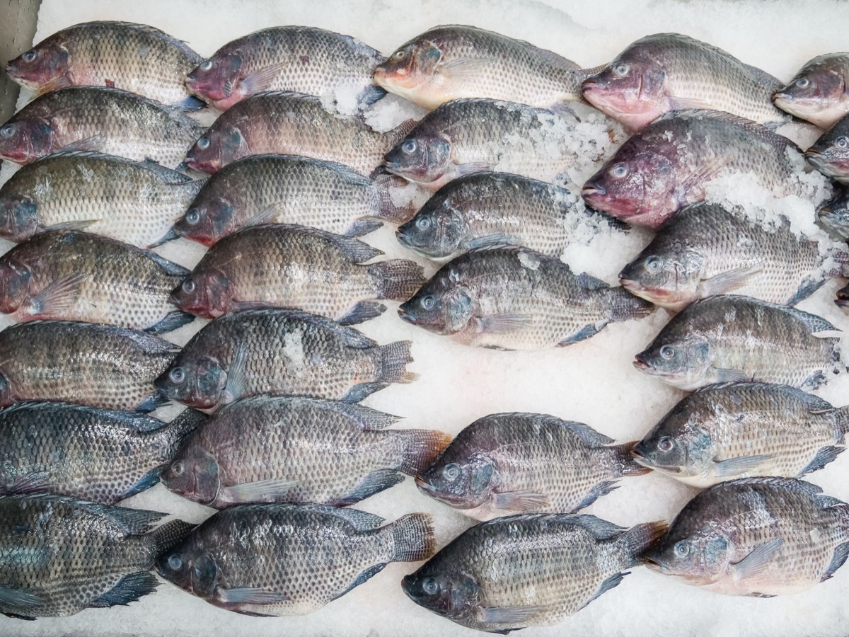 Global seafood distribution network