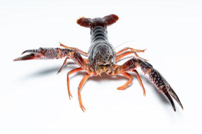 From Wild Catch to Controlled Farm: Seafood's Modern Journey
