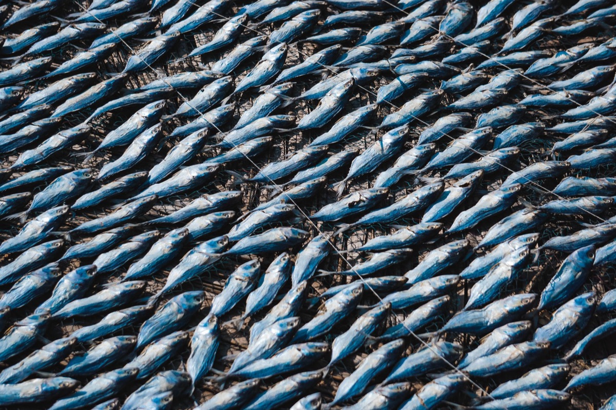global seafood distribution network with logistics hubs
