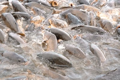L'aquaculture : pilier essentiel de l'approvisionnement mondial