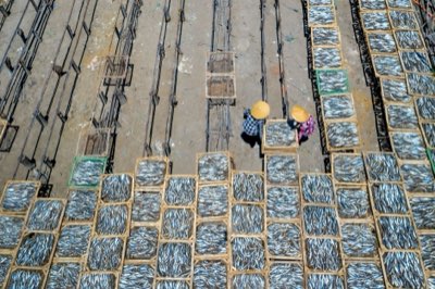 グローバル供給網を支える養殖産業の進化とデータ駆動型生産