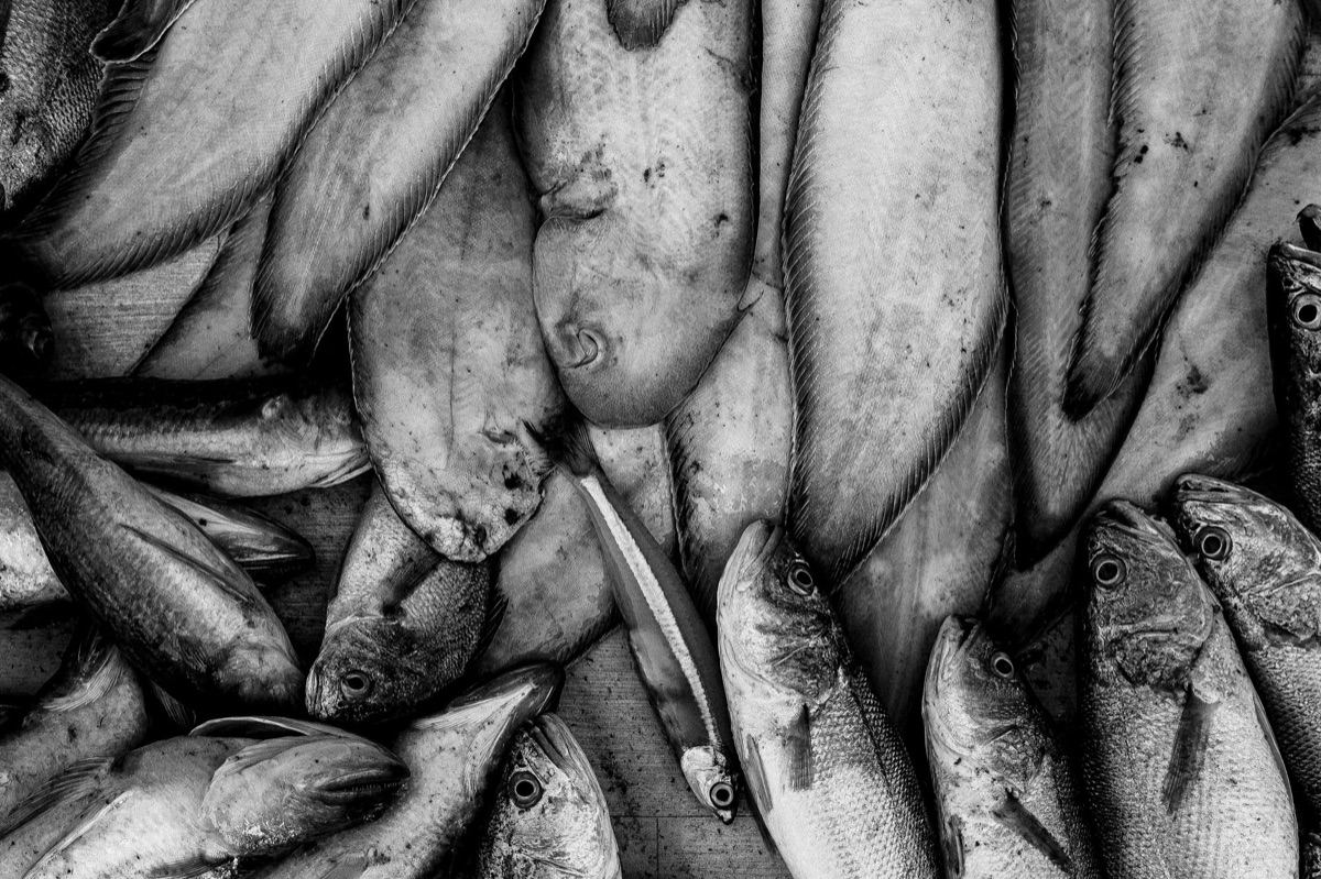 global fish distribution network