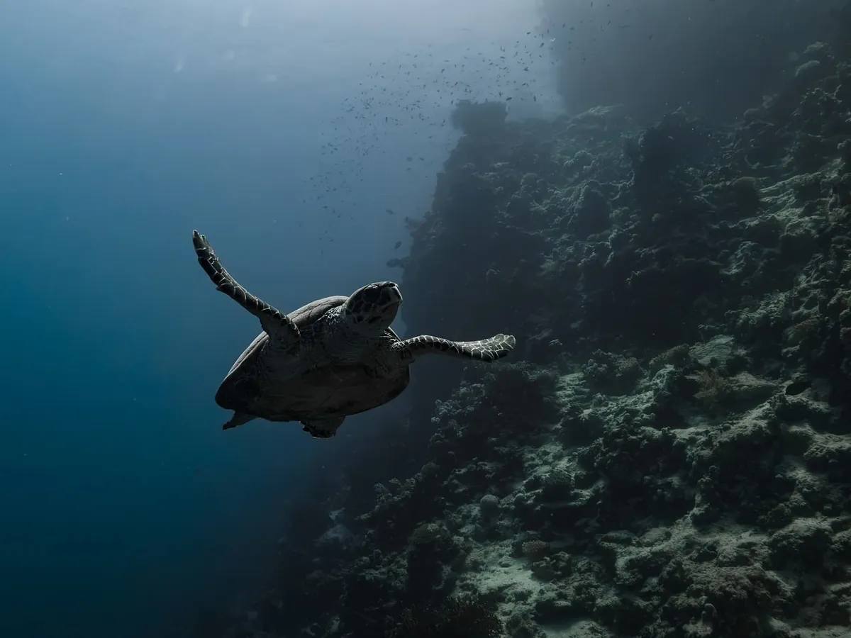 海に浮かぶ亀、珊瑚礁、自然、視点、スノーケリング、ワイルドネス、爬虫類、青い海、静かな海、エジプト、エコシステム、旅、アドベンチャー、ダイビング、保護。