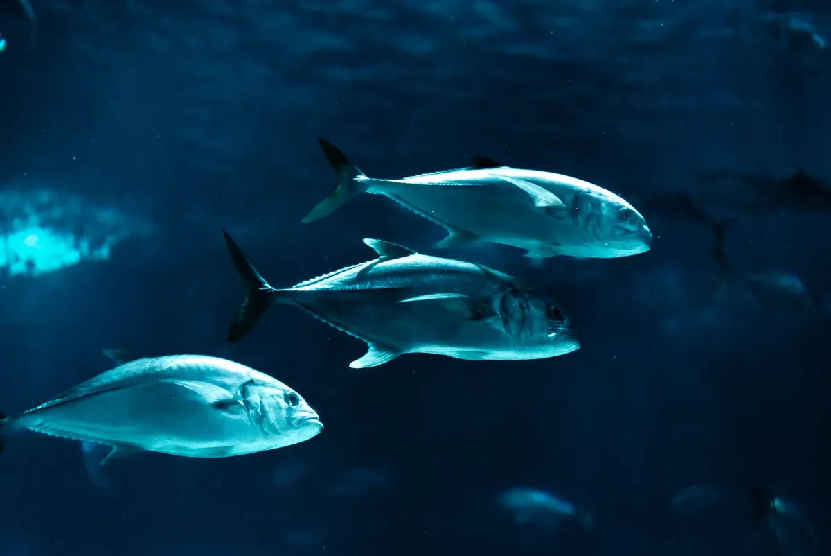 リオデジャネイロの水槽で泳いでいる魚のグループが海洋生物を紹介している様子。
