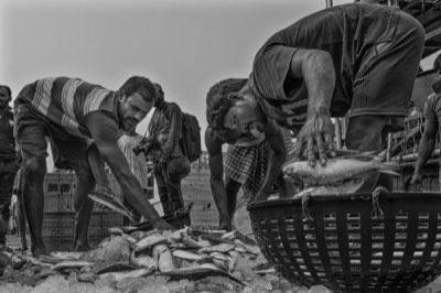 MSY: Balancing Harvests for Sustainable Fisheries Success