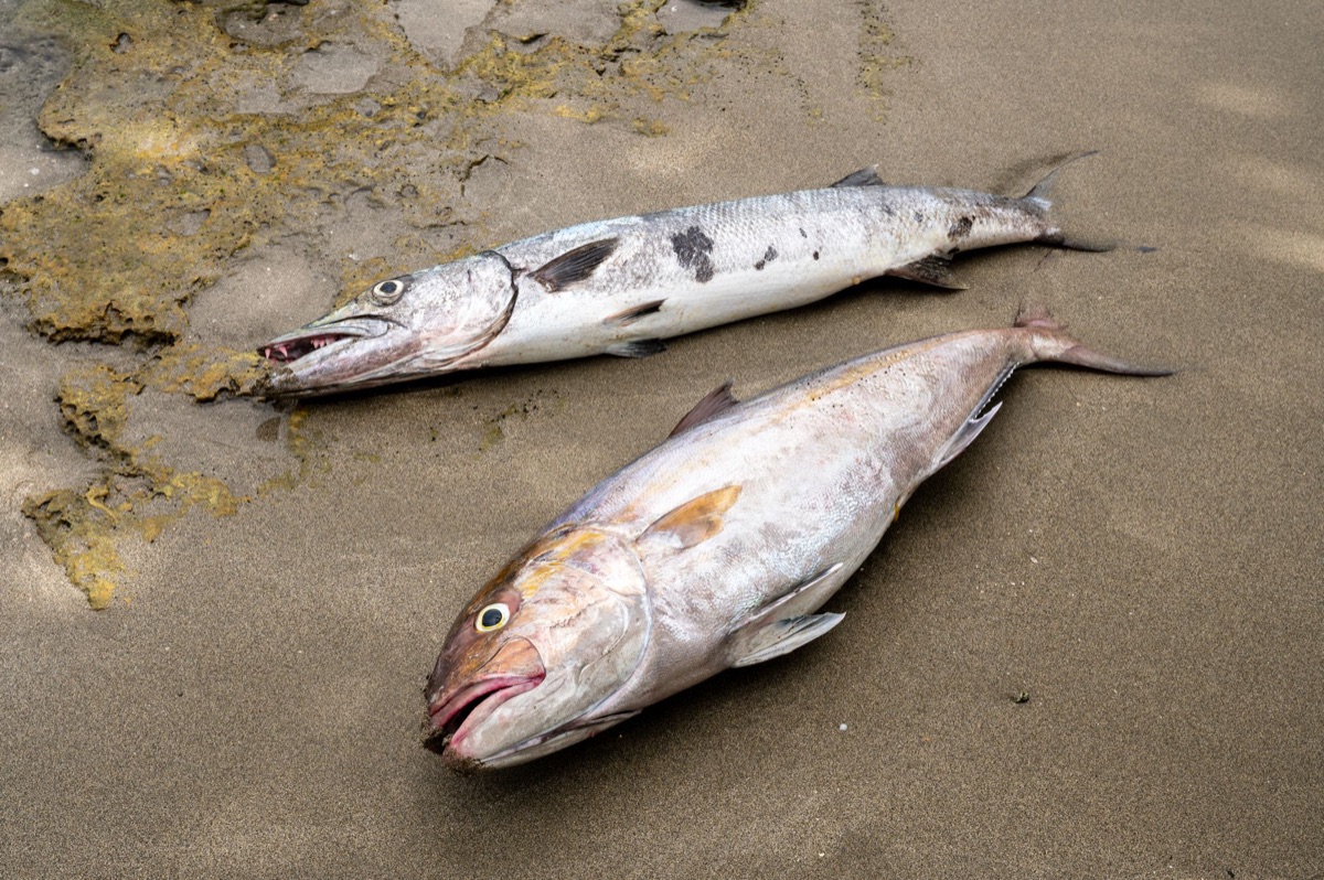 overfishing impact on marine ecosystem
