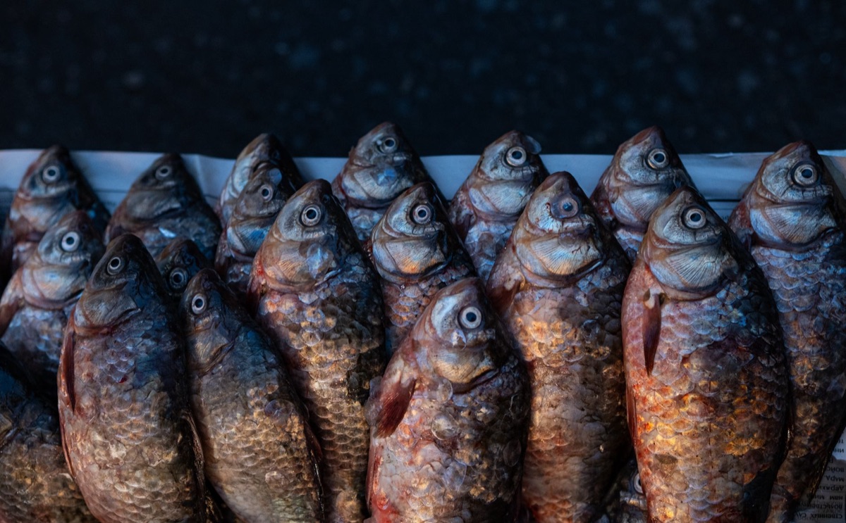 escamas de peces en superficie de madera