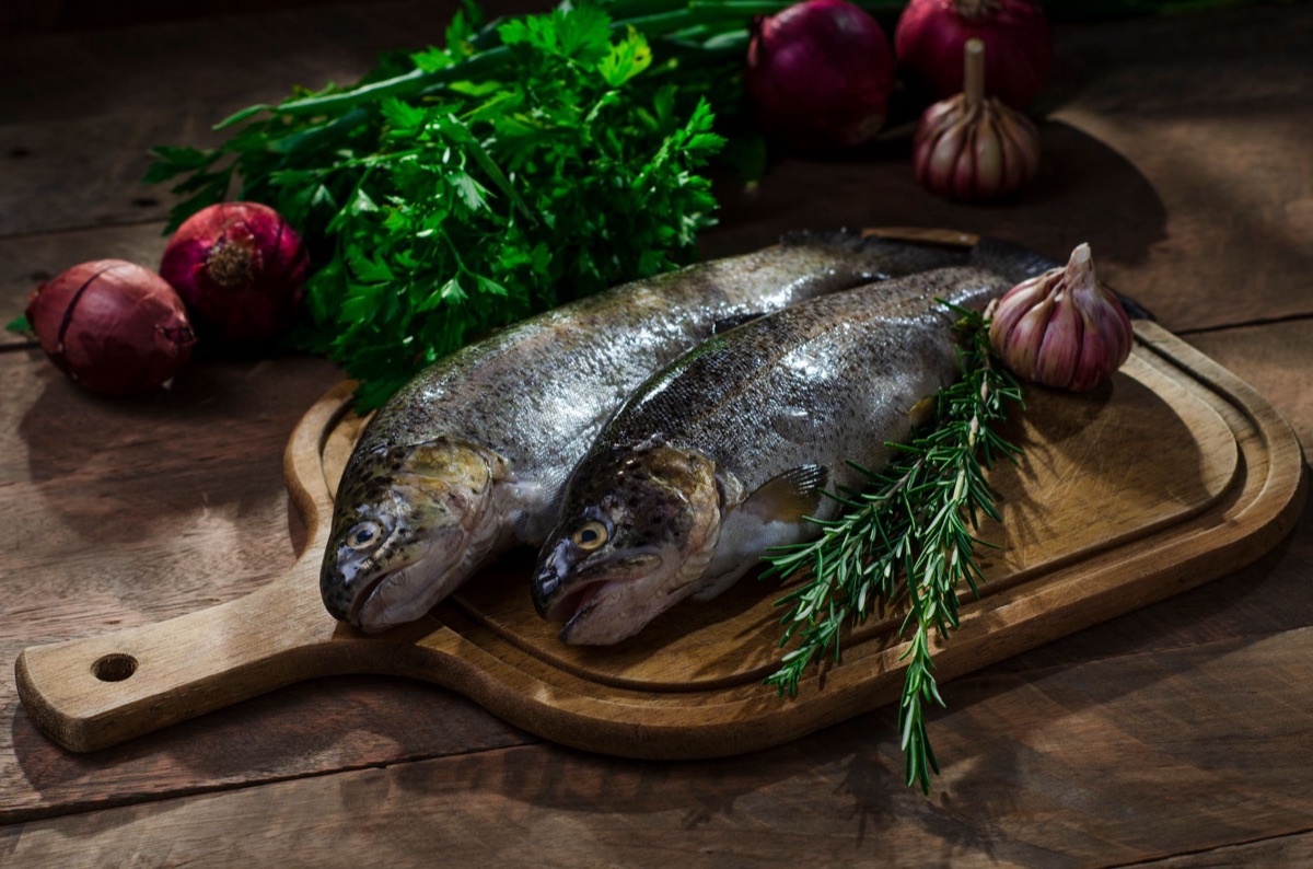 scalafishbluefintuna