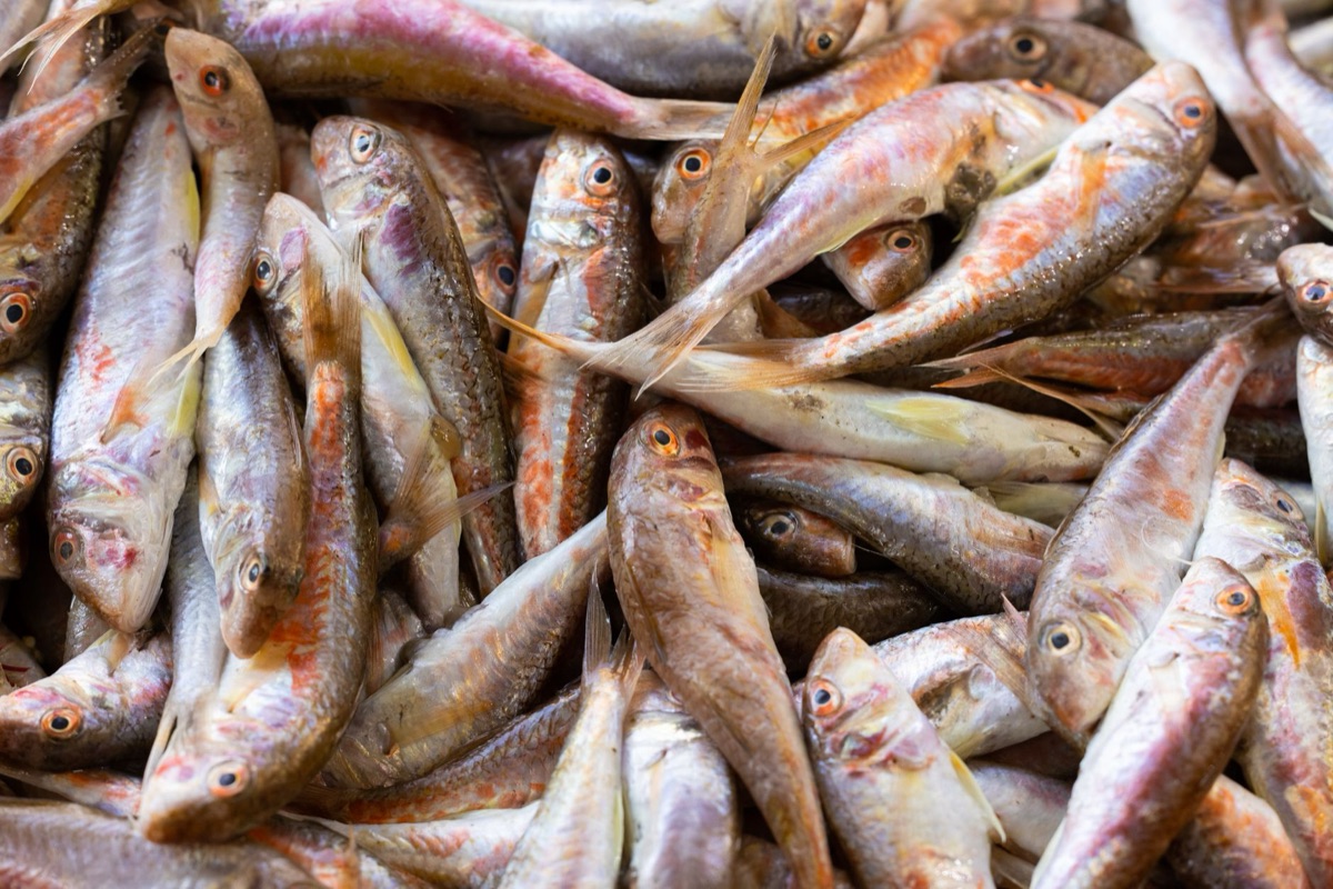 msyfishscalediagram