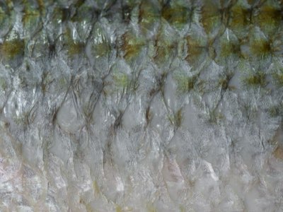 Fishery Management: MSY stabiliseert vangsten na jaren 90