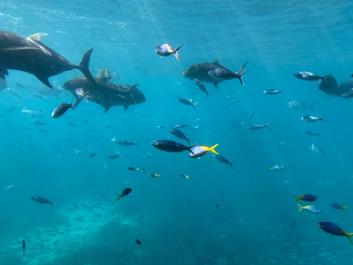 Bluefin tuna in open ocean