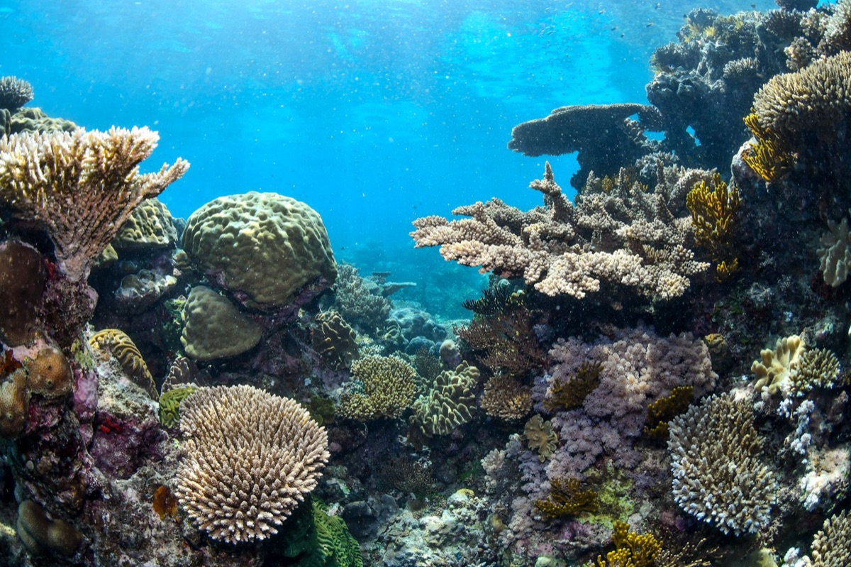 diagrama de ecosistema marino
