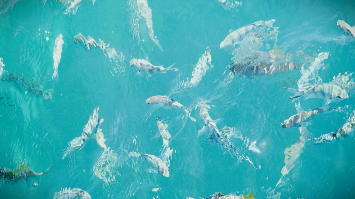 回遊性の魚群の群れ