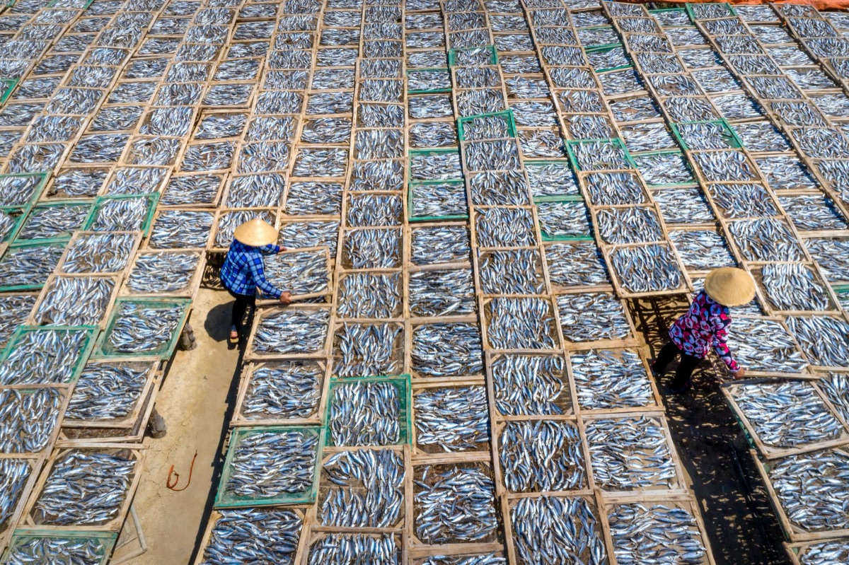 planta de procesamiento de pescado