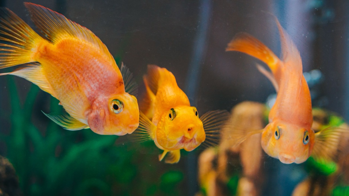 Fischzuchtbetrieb mit transparenten Tanks