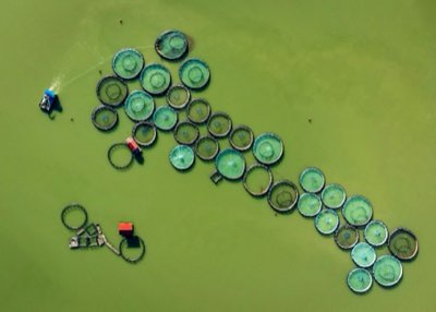 33% Market Share: Regional Expertise in Salmon Farming