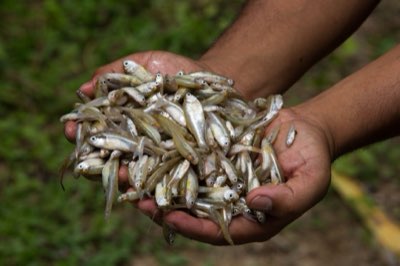 L'aquaculture, pilier fondamental pour garantir la sécurité
