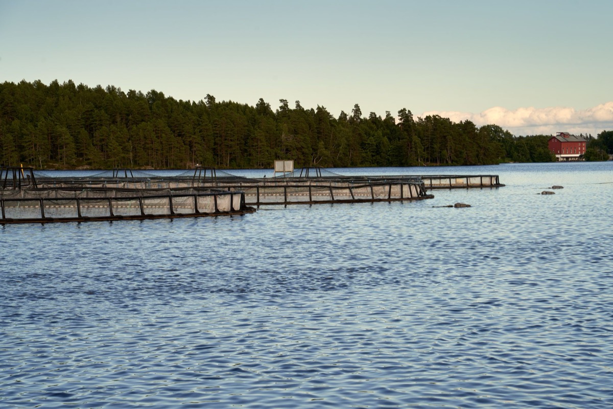 Visopbreiding met aquaculture tanks