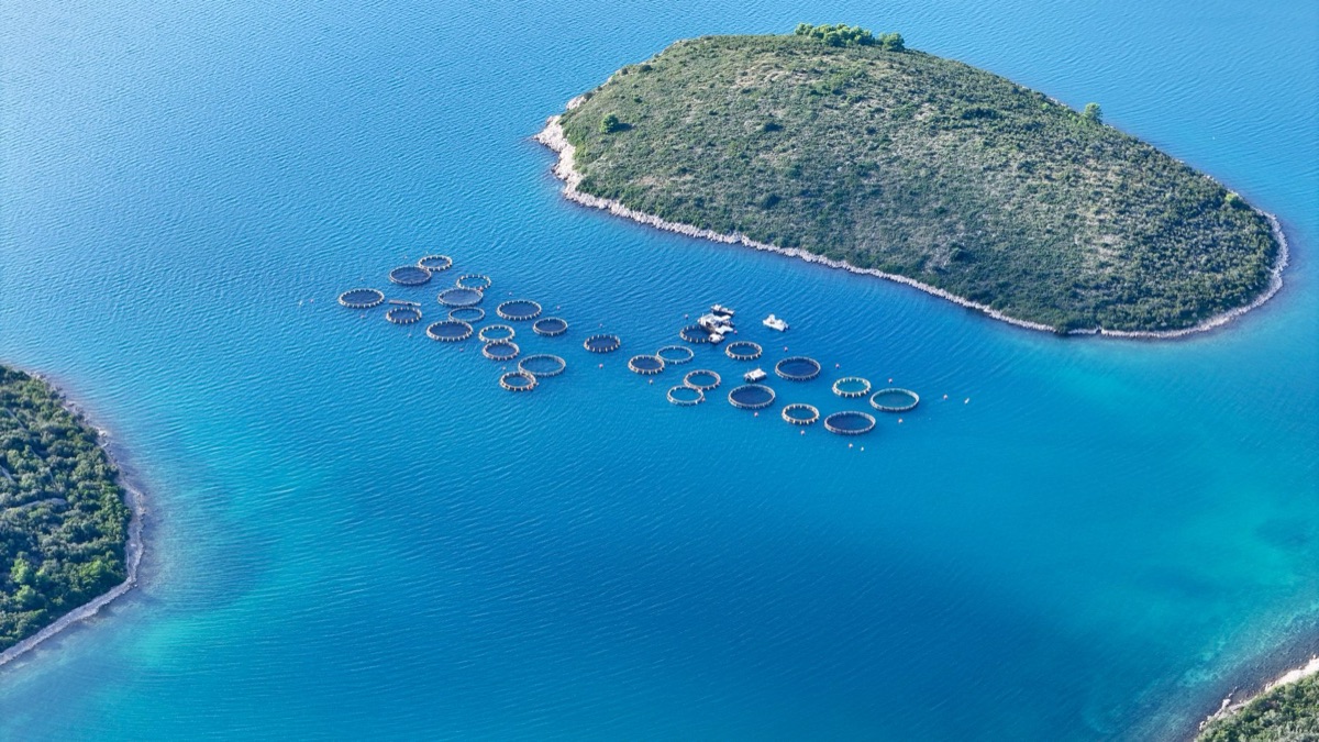 criador de peixes em fazenda de aquicultura