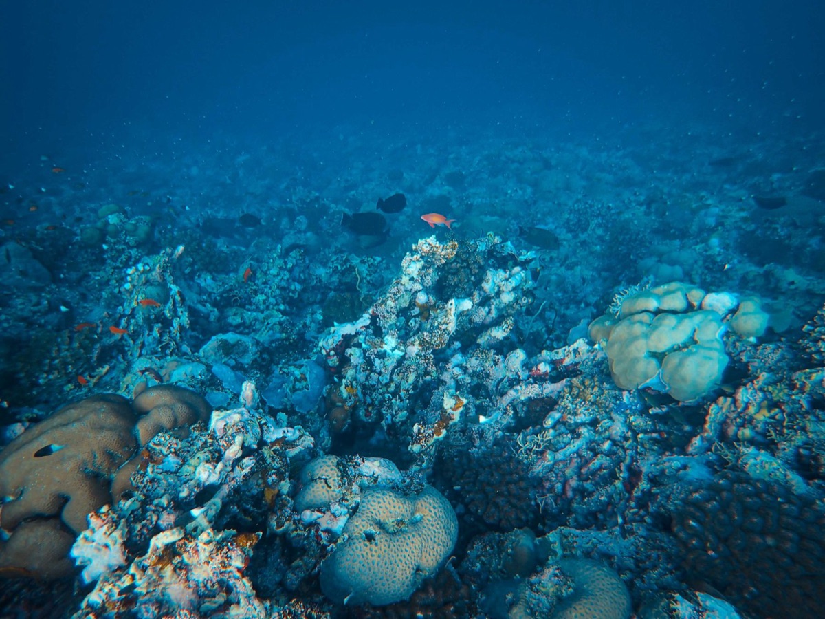 Korallenriff mit Fischen