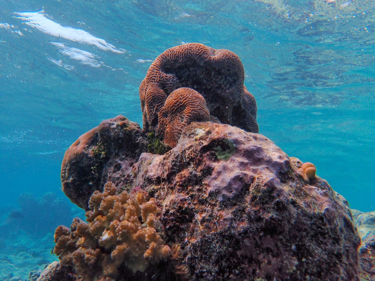 Coral reef with algae overgrowth indicating marine ecosystem stress