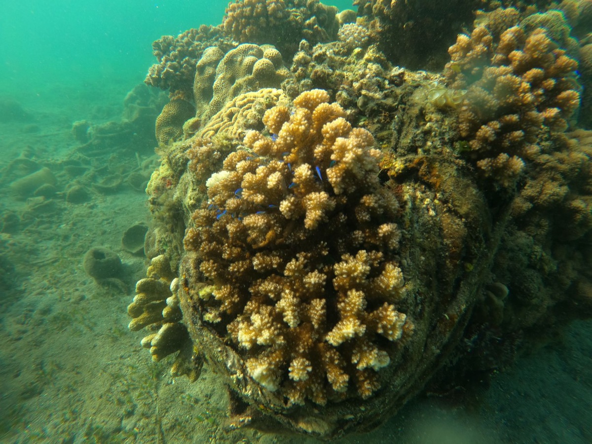 Coral reef showing signs of degradation