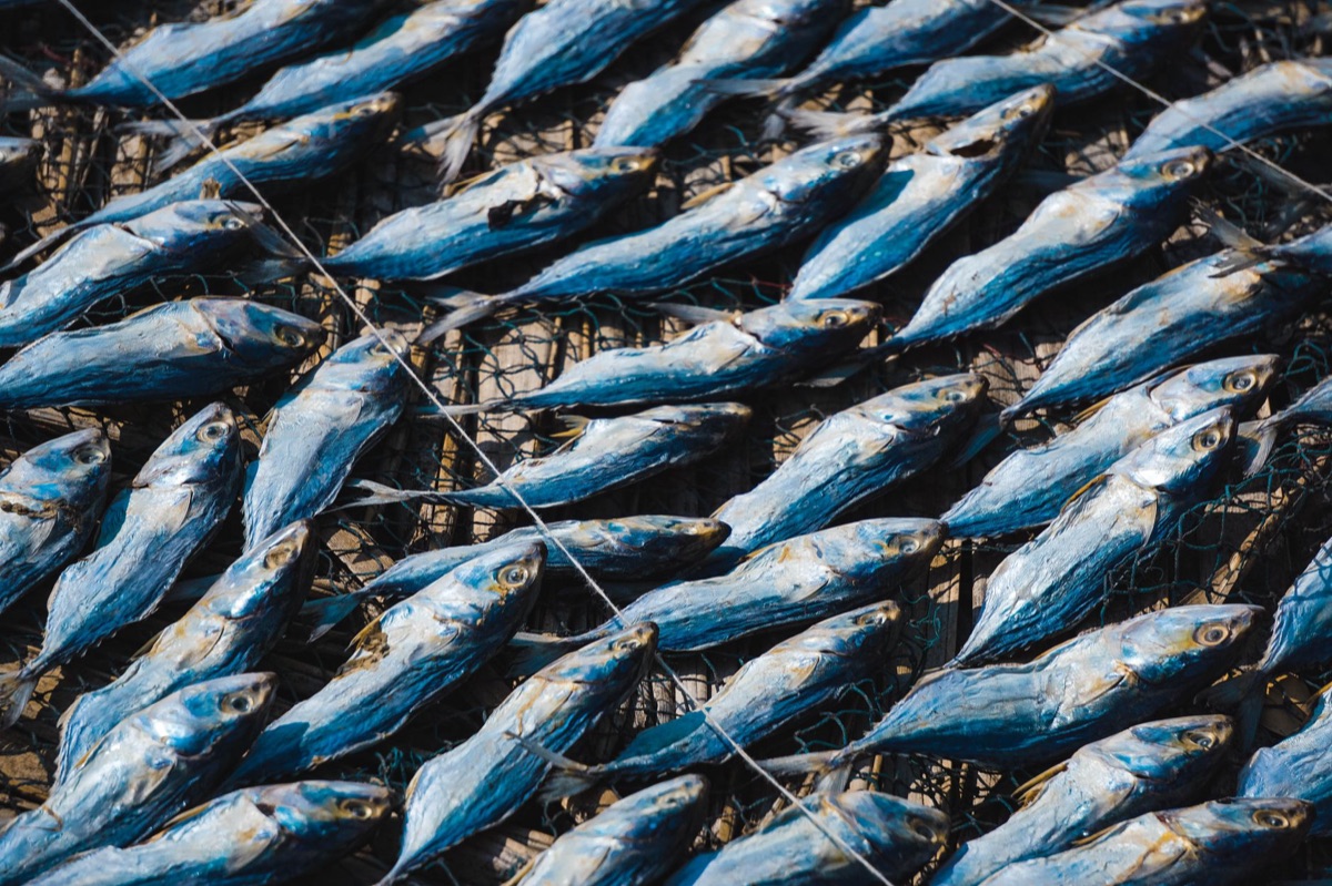 Productivité des pêcheries face aux changements marins