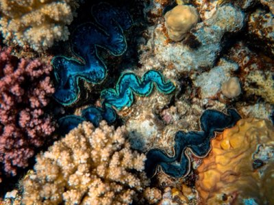 底層拖網破壞棲地：如何維護海洋資源的永續發展完整指南