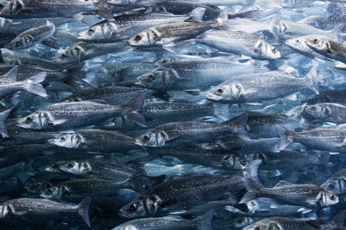 魚類數量減少