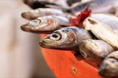 Asien führt 89% der Produktion: Zentrum der Fischlieferkette