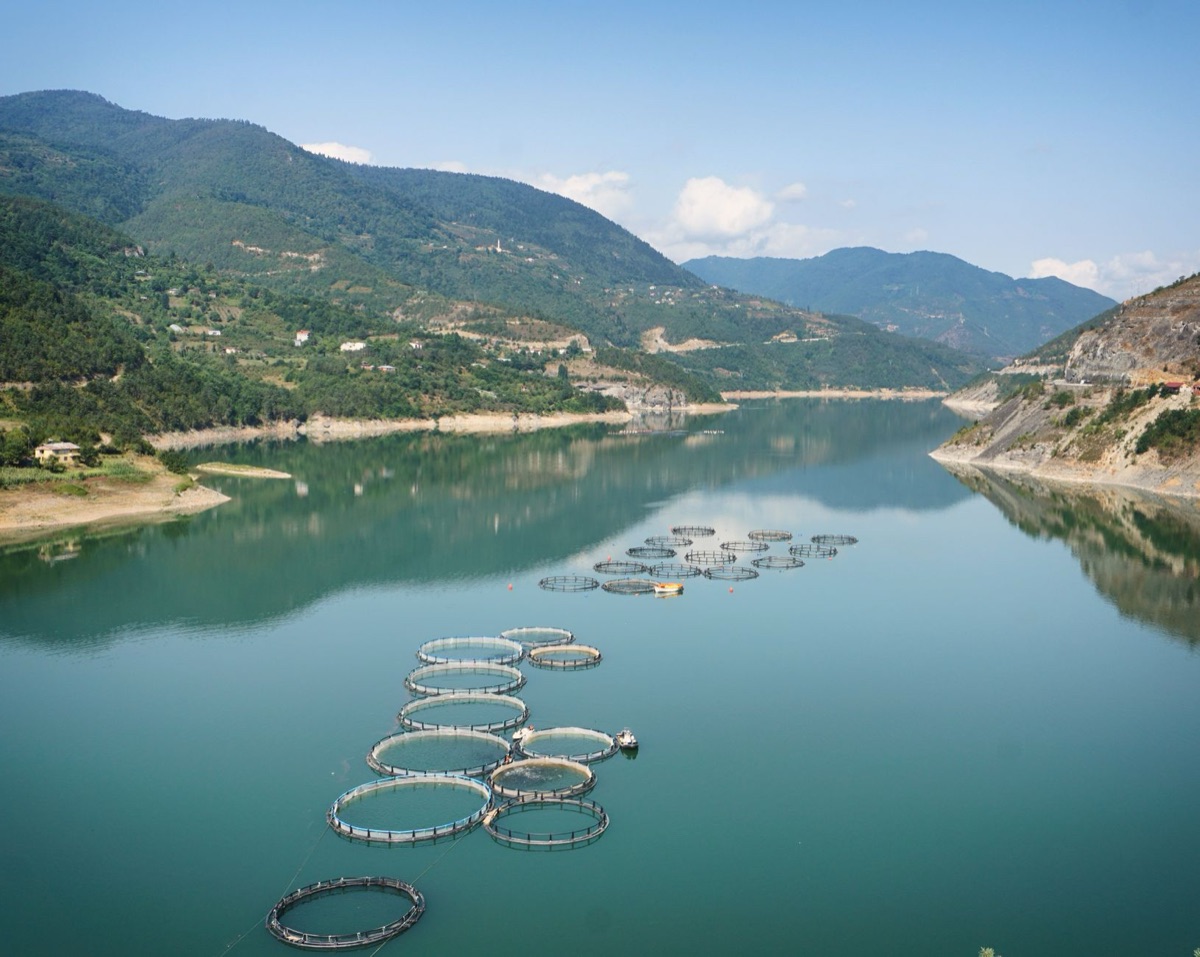 azienda agricola italiana per la razza di pesce