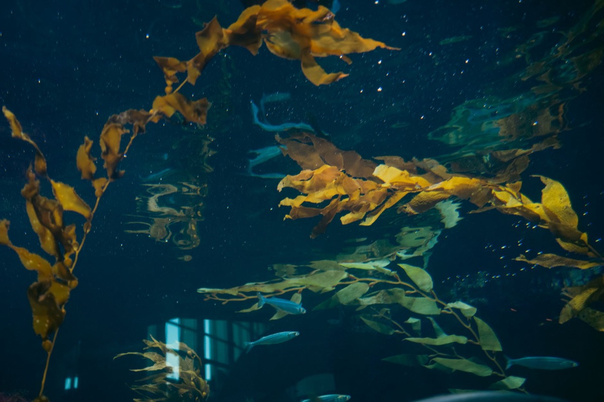 Green water with plants and fish
