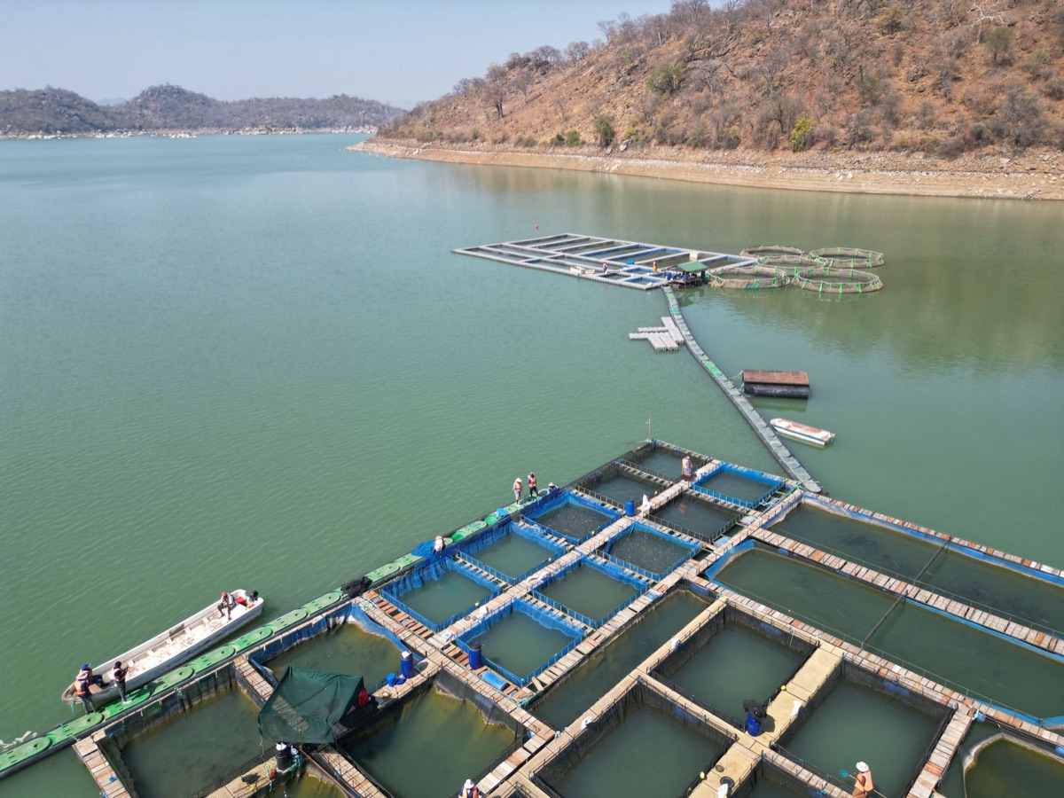 Environnement : une ferme de poissons avec des plantes aquatiques