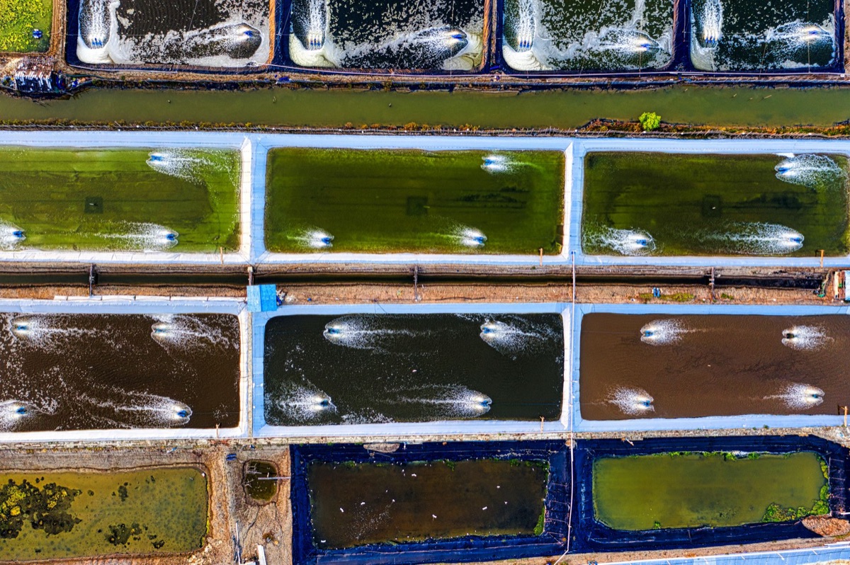 tubi d'acqua e vegetazione