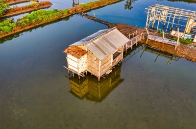 Aquaculture : 16,7% de croissance annuelle pour nourrir le monde