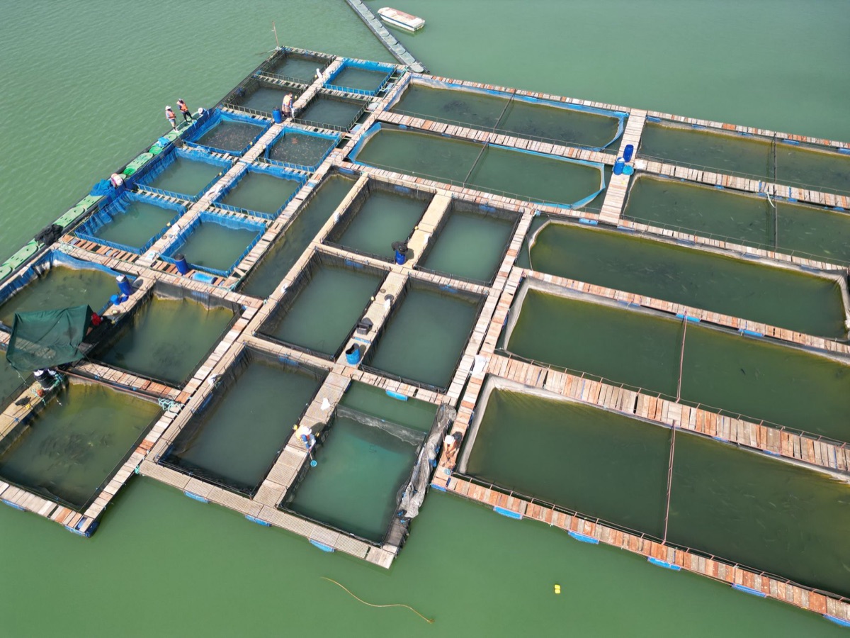Tecnologia e automação em uma operação de criação de peixes sustentável