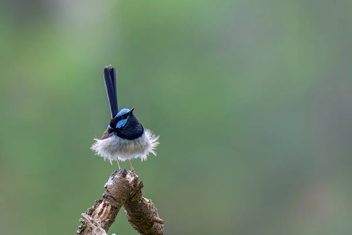 superb fairywren, fairywren, wren, bird, malurus cyaneus, wildlife, nature, plumage, australian, ornithology, bird watching, male bird, animal, sprout, breeding