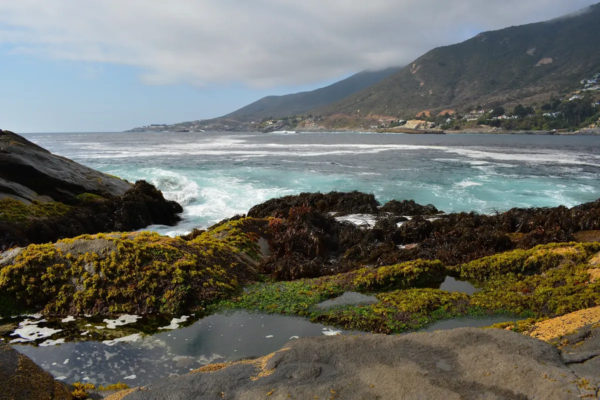 A tranquil view of a rocky seashore with waves breaking and lush seaweed.