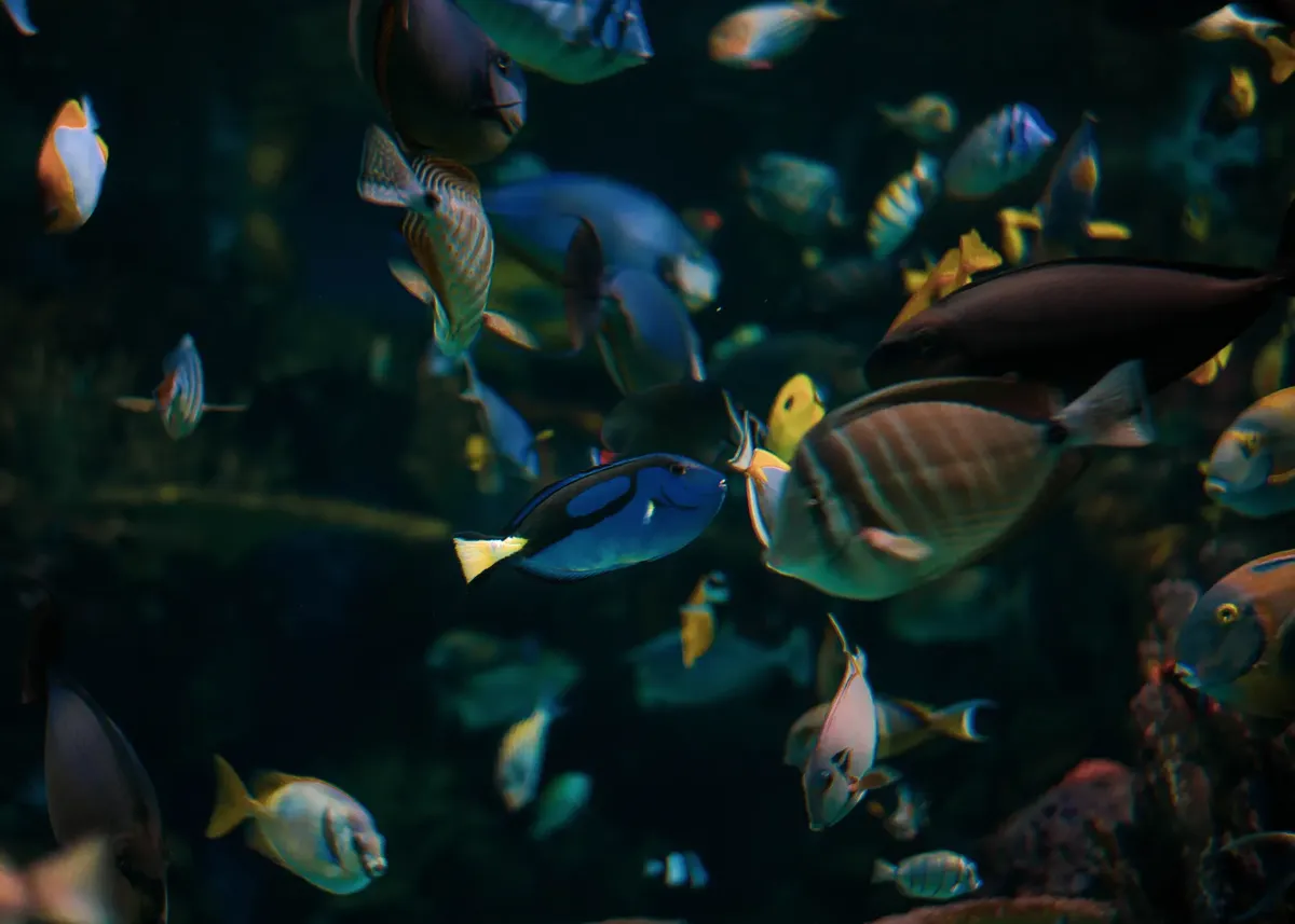 Captivating display of colorful tropical fish swimming gracefully in an aquarium.