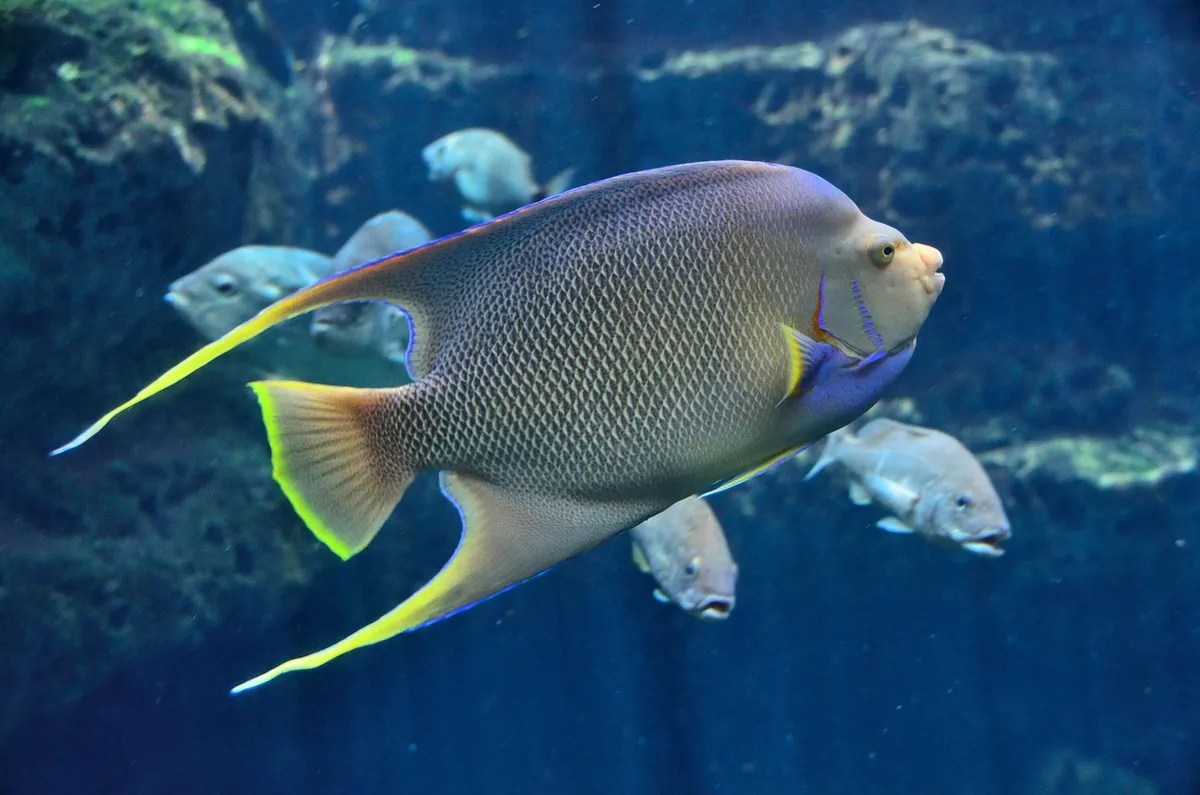 tropical fish, aquarium, saltwater, water, underwater, ocean, sea, nature, marine, coral, fish, reef, animal, colorful, exotic, blue, color, aquatic, swimming,
