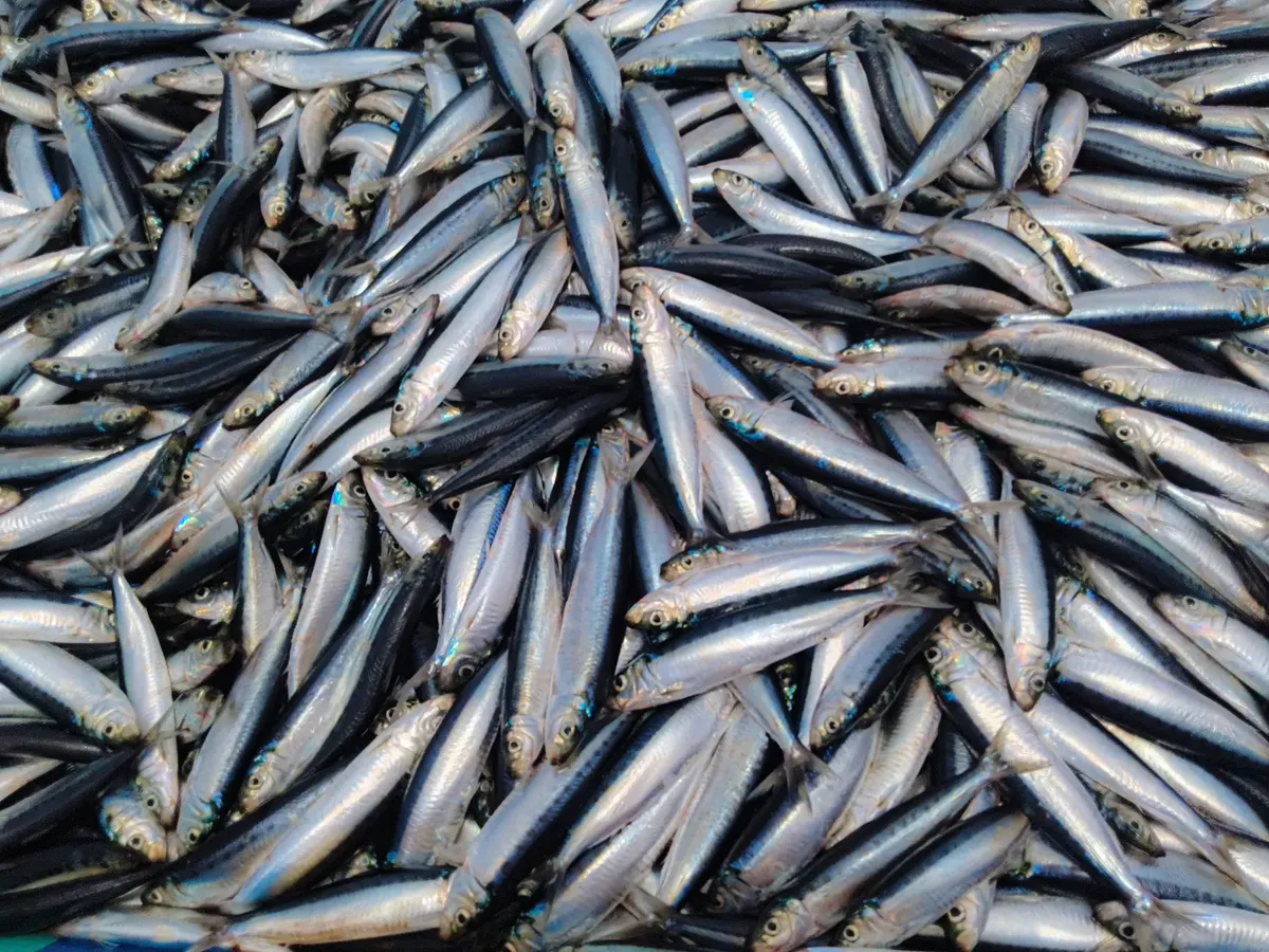 Close-up of a large pile of fresh sardines at a fish market, showcasing their silvery scales.