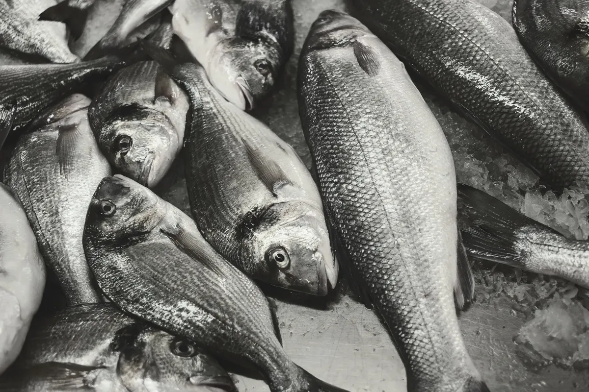 Close-up of gilt-head bream and other fish on ice at a seafood market.
