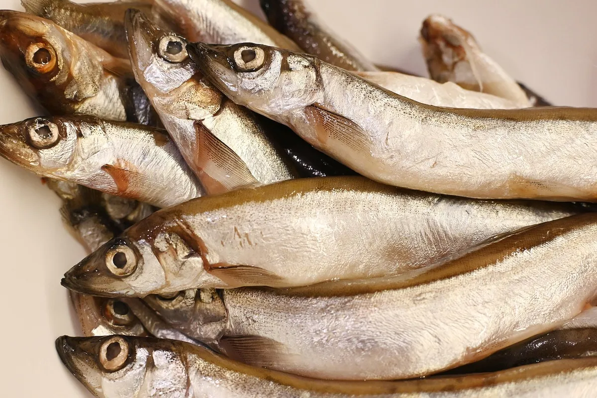 fish, nature, capelin, food, cooking, fresh