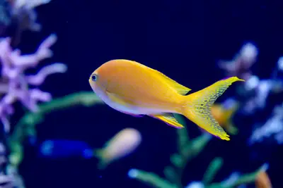 96% Teleosts: Easy saltwater fish for beginners guide