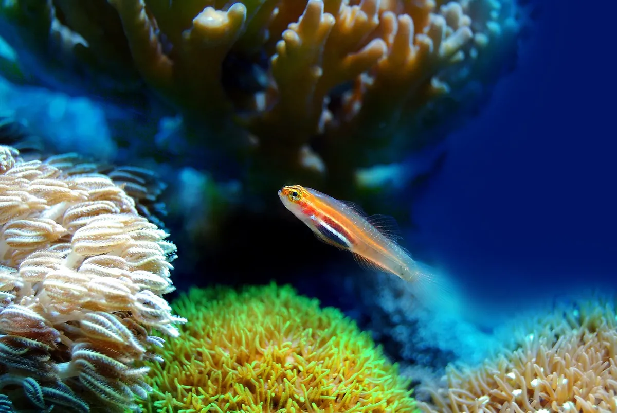 魚、珊瑚、海、 underwater、reef、水、海洋、動物、 aquatic、 life、水槽、 nature、 wildlife、 aqua、塩水、海水、 undersea、魚、魚、fi