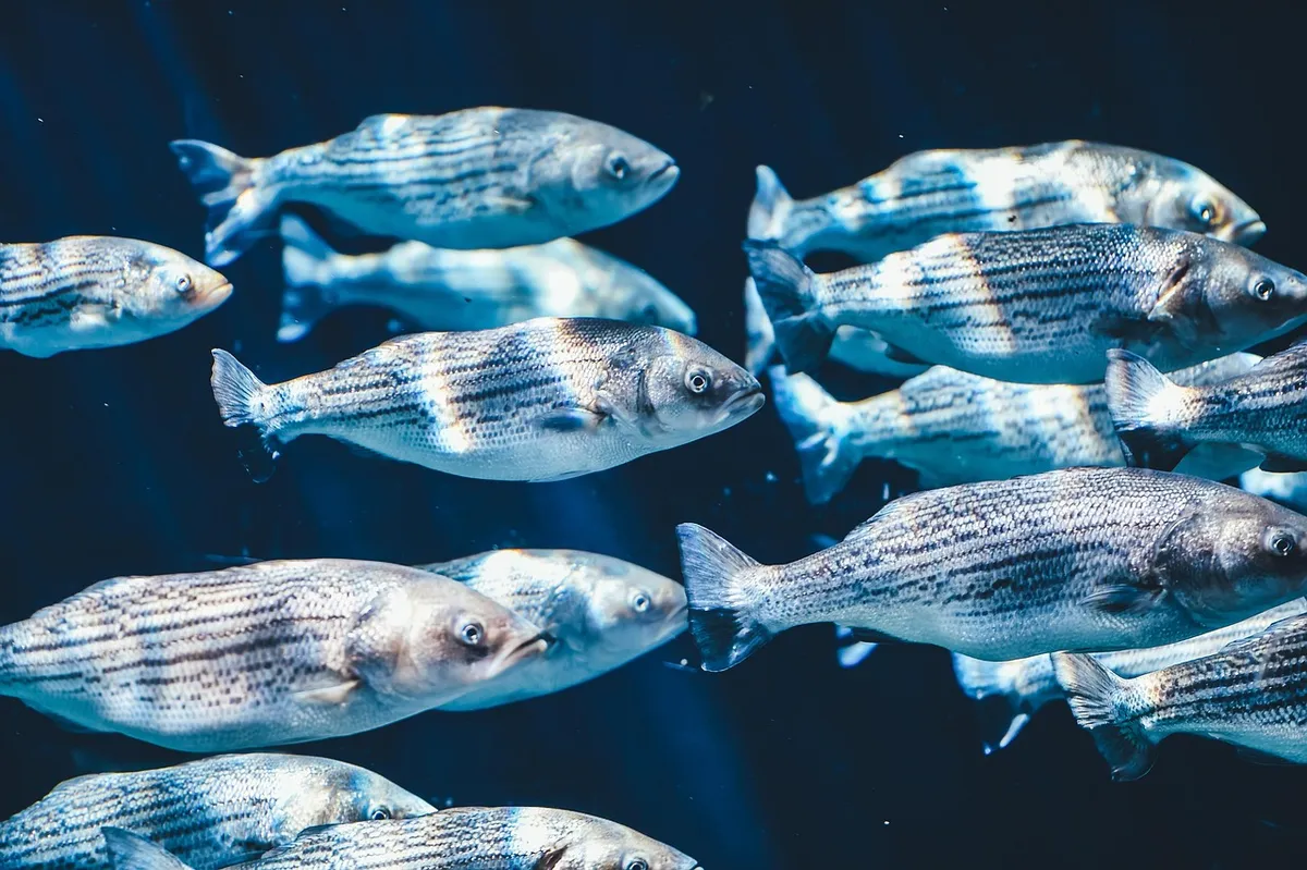 fish, school, nature, swarm, underwater, animals, close up, water, sea, ocean, sea life