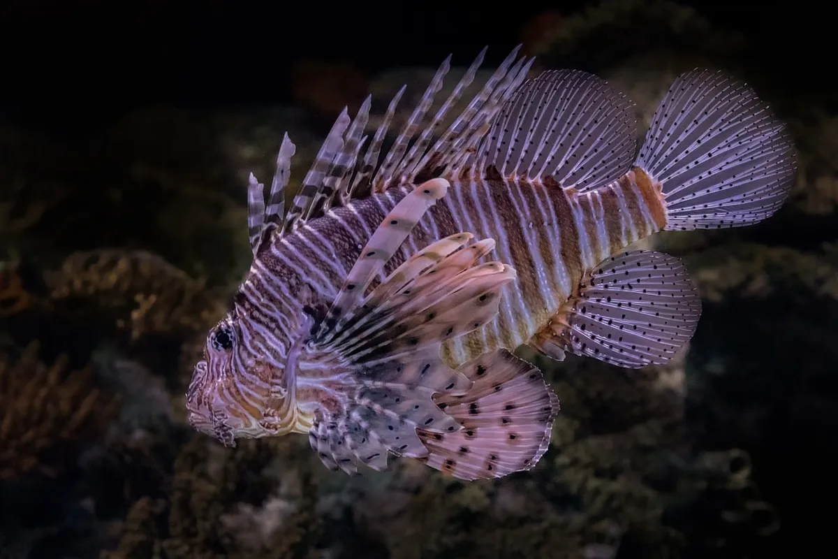 lionfish, underwater, marine life, reef fish, tropical fish, invasive species, ocean wildlife, coral reef, underwater photography, exotic fish, venomous spines,