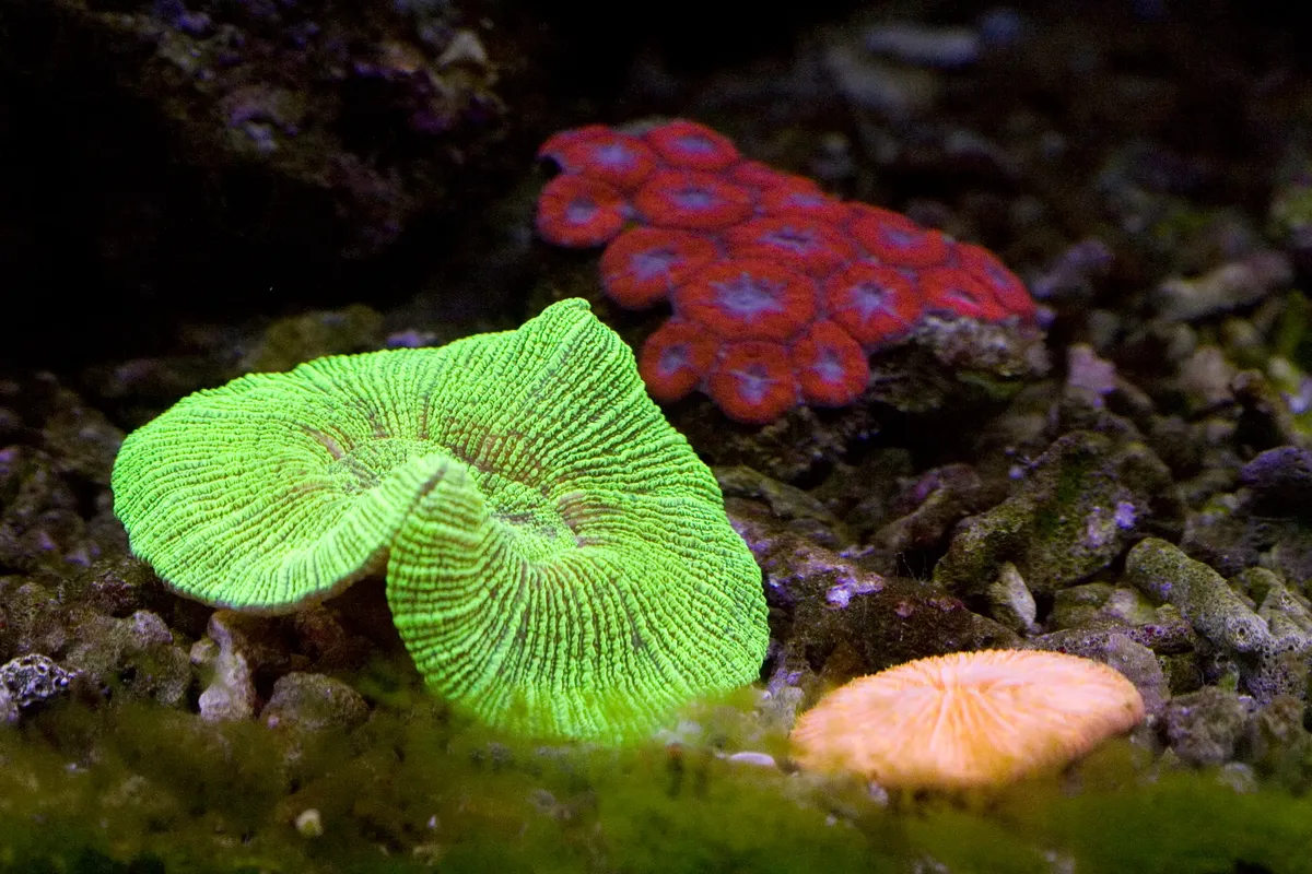 水槽内に色とりどりの珊瑚が近景に撮影され、活気に満ちた海洋生物多様性が紹介されています。