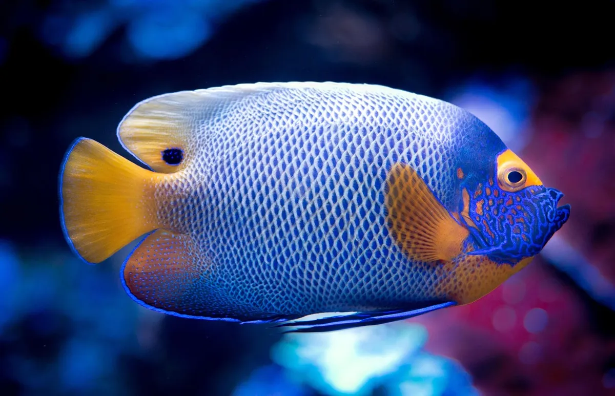 熱帯、魚、タンク、海洋、水下、水槽、水、珊瑚、海洋、異国、動物、水生、金色魚、野生、色とりどり、泳ぐ、蝶魚