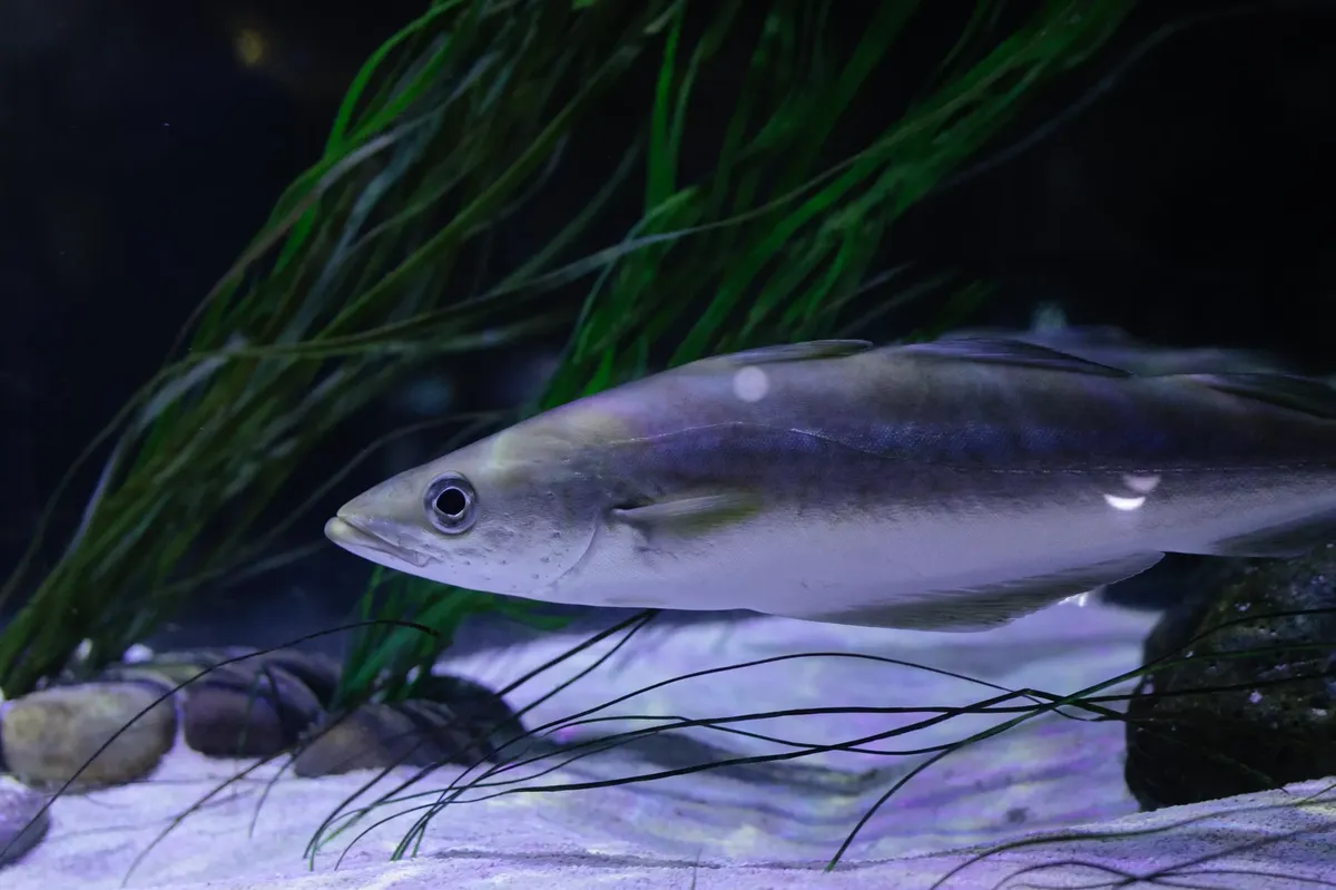 一隻魚在魚缸中游動的細節特寫，周圍環繞著綠色海藻